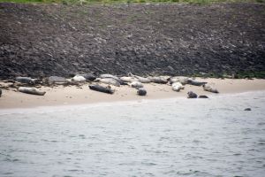 zeehonden eiland